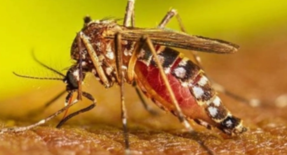 ডেঙ্গু নিয়ে হাসপাতালে ১৩৮ রোগী, বেশিরভাগ বরিশালের